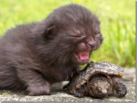 preschool squabble kitteh n tortoise