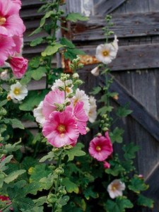 hollyhock